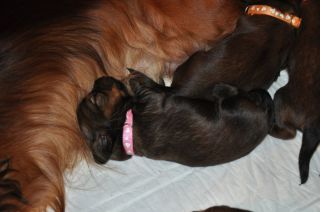 Jamniki d�ugow�ose